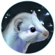 WeaselCloud